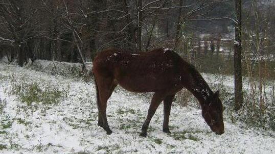 Addio a Olmo, il cavallo che portò Camaiore in tv