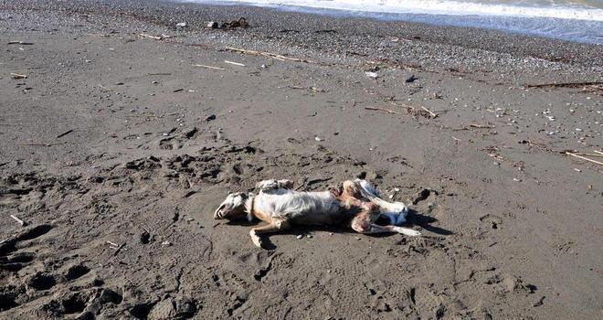 Orrore da film sulla spiaggia per la carcassa di un cane 
