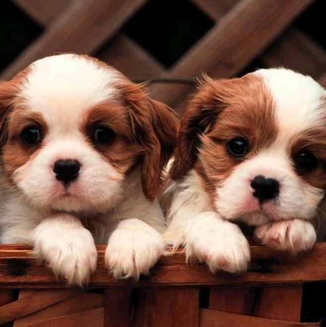 Truffa per la vendita di cuccioli di cane 