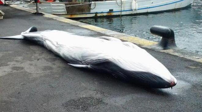 Nessuna relazione tra la nostra ricerca e la sorte del cetaceo 