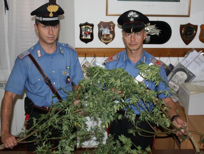 Coltivava marijuana nell’orto del vicino Denunciato 44enne