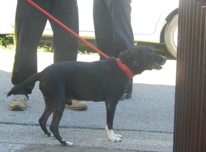 Chiusi in casa 10 giorni Salvi cane e quattro gatti 