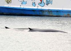 Due balene danno spettacolo in rada a Portoferraio 