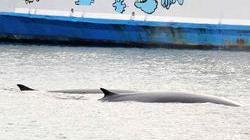 Due balene danno spettacolo in rada a Portoferraio