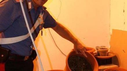 Coltivavano marijuana in casa, arrestati due giovani