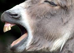 Montignoso, giro delle sette chiese a dorso d’asino 