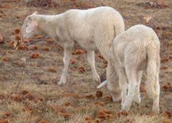 Macellazione degli agnelli per la festa islamica, blitz animalista