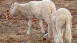 Macellazione degli agnelli per la festa islamica, blitz animalista
