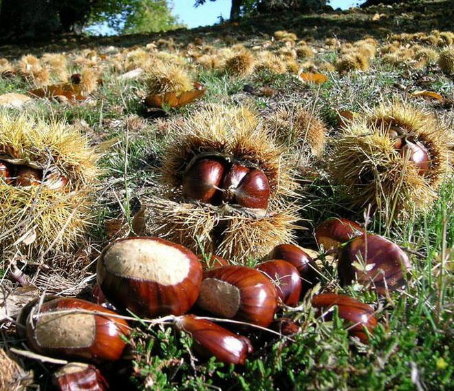 Maxifurto di castagne Cinque quintali portati via 
