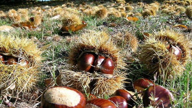 Maxifurto di castagne Cinque quintali portati via
