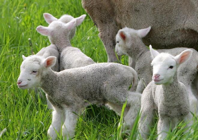 Animalisti scatenati sul caso degli agnellini