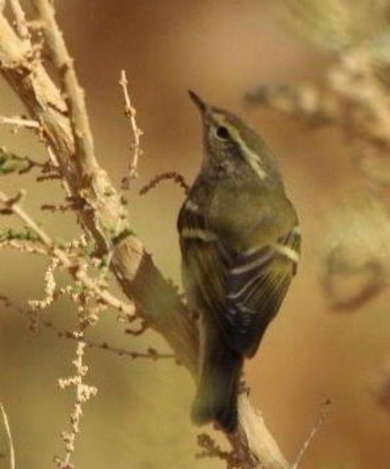 Luì, l’uccellino vola a Pianosa dalla Siberia 