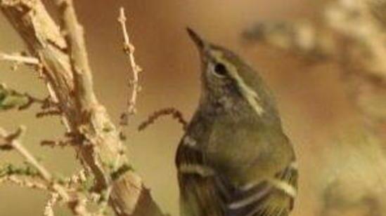 Luì, l’uccellino vola a Pianosa dalla Siberia