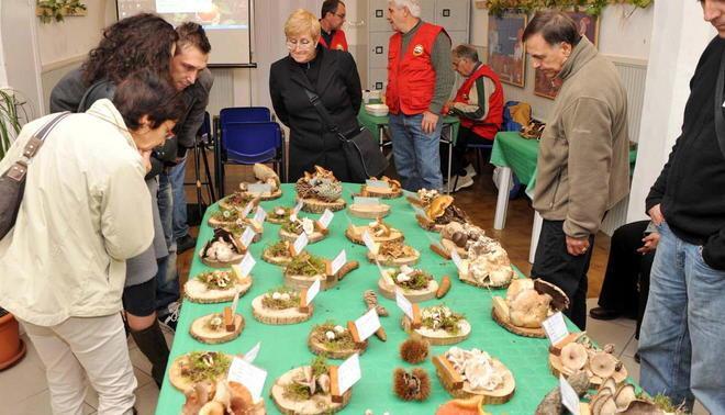 È tempo di funghi, torna la mostra a Palazzo Appiani