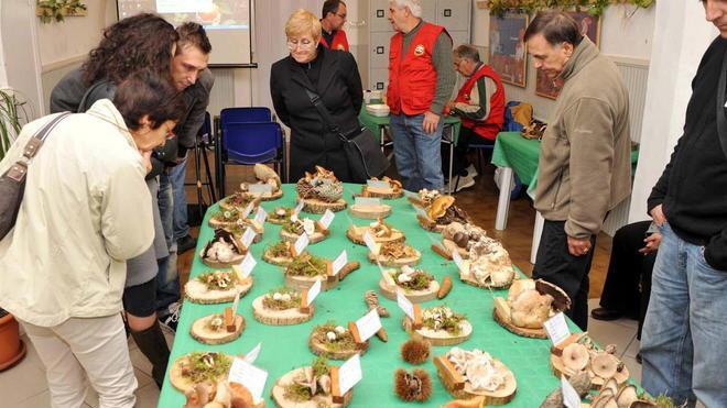 È tempo di funghi, torna la mostra a Palazzo Appiani