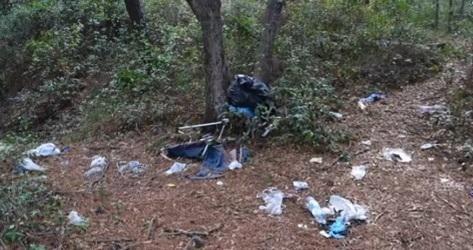 Onda organizzata per pulire le pinete 
