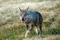 Convivere con il lupo dell’Appennino 