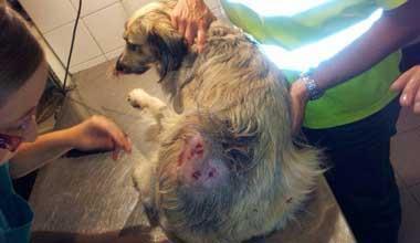 Cagnolina azzannata da due pitbull 