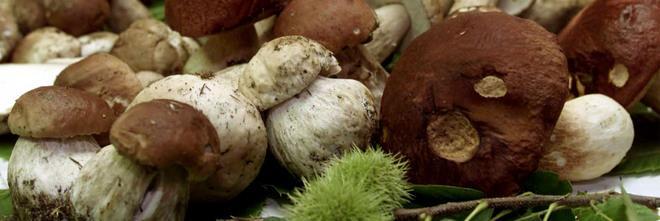 Corso gratuito per la raccolta e il consumo di funghi