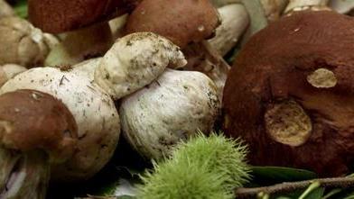 Corso gratuito per la raccolta e il consumo di funghi