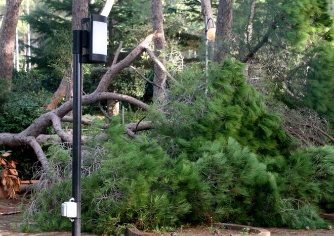 Marradi, cade un altro pino e si adagia sul minigolf 