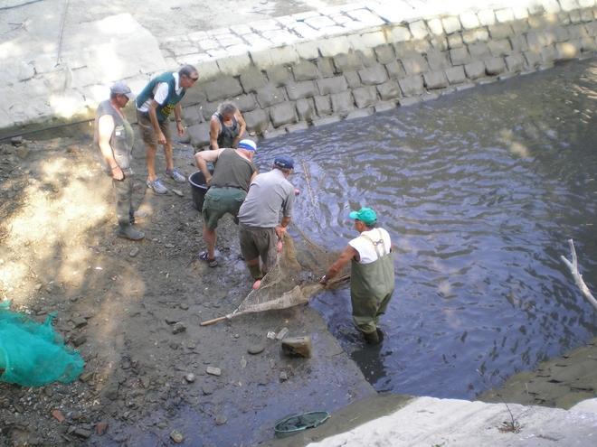 Crostolo: pesci recuperati vicino al Parco delle caprette 