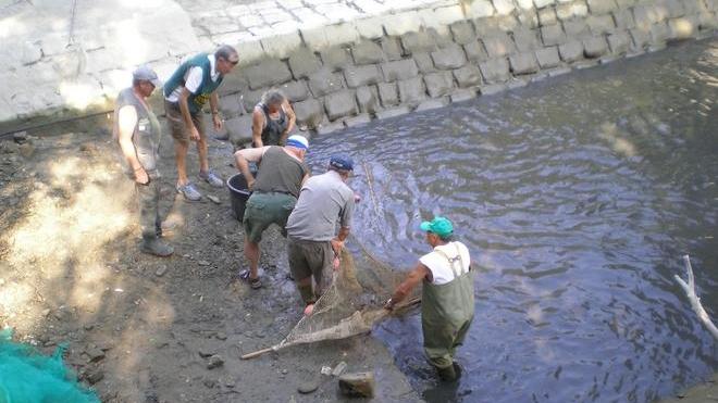 Crostolo: pesci recuperati vicino al Parco delle caprette
