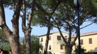 Mille firme per salvare i pini di Marina di Campo