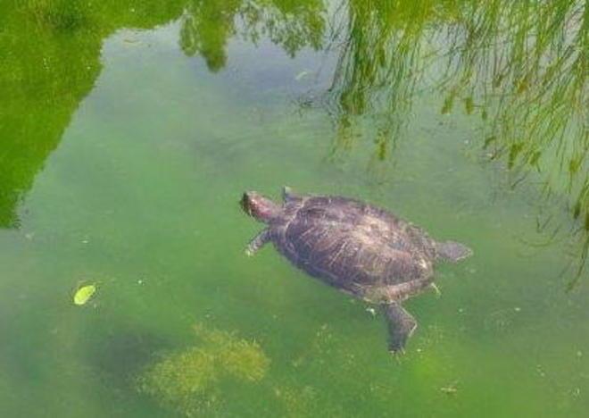 Una tartaruga in piazza della Resistenza