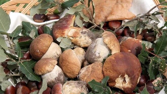 Attenzione ai funghi velenosi