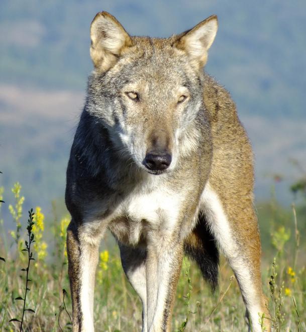 Stragi di greggi, si muove la prefettura 