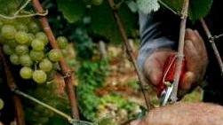 Boriassi, Cima e Montepepe: bene i nostri vini