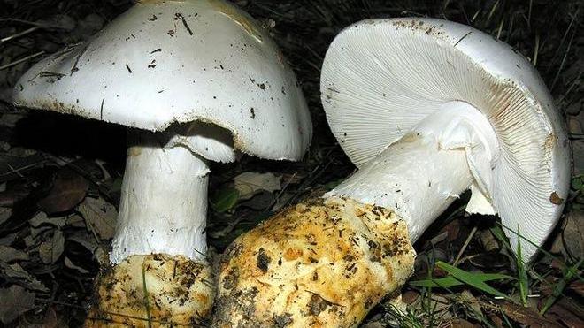 Funghi velenosi in cinque all’ospedale