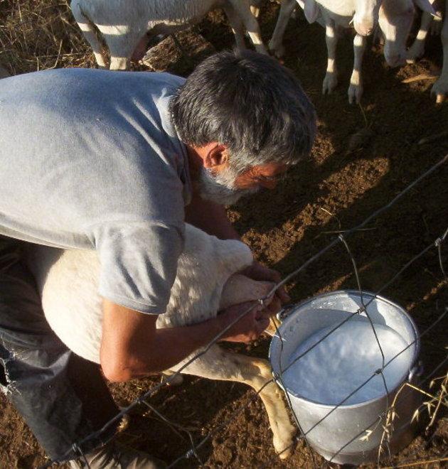 Latte ovino, positiva riunione al ministero