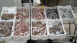 Pesce mal conservato: la Guardia costiera ne sequestra 4 tonnellate