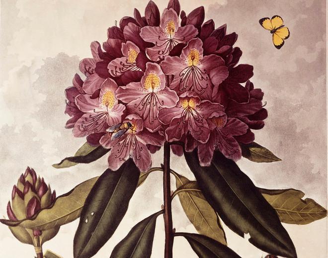 Una scienziata di nome Eva Mameli Calvino