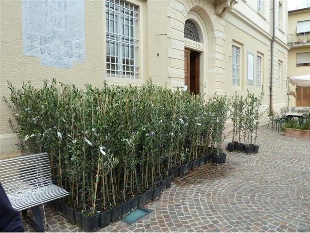 Seicento olivi per recuperare la varietà Gremigno di Fauglia 