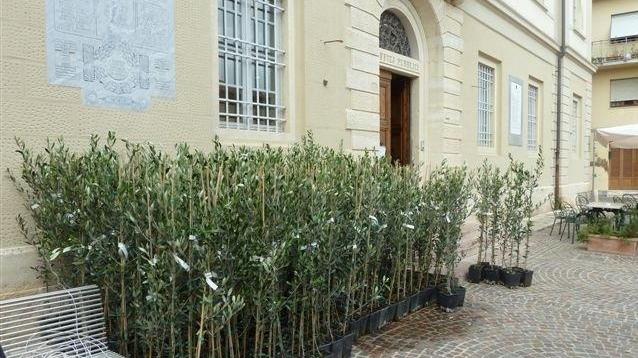 Seicento olivi per recuperare la varietà Gremigno di Fauglia