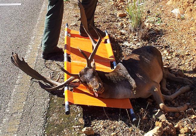 Alghero, daino investito da un'auto e salvato dalla Forestale 