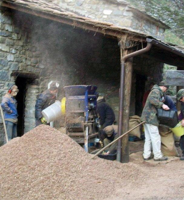 Sagre per difendere i castagni dal killer 