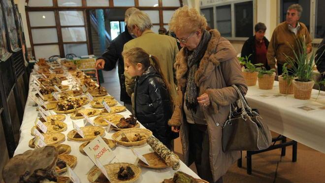 Funghi in mostra per conoscerne tutti i segreti