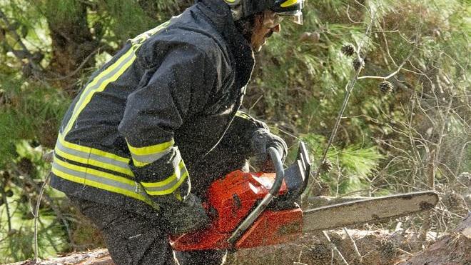 Cadono alberi sulla Fi-Pi-Li a Empoli e sulla Sp 65 a Gambassi