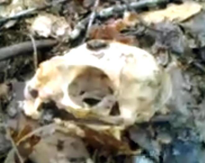 Bamboline Voodoo e un cranio la macabra scoperta nel bosco 