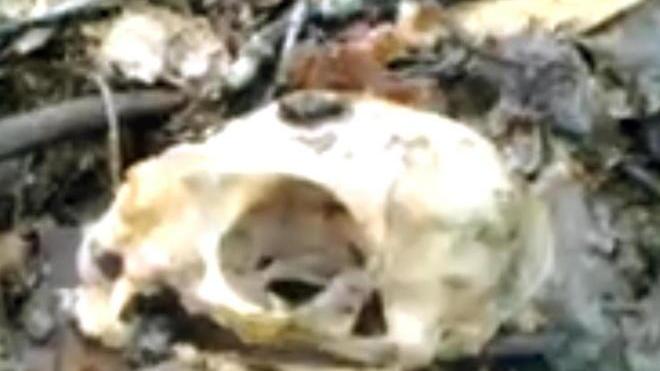 Bamboline Voodoo e un cranio la macabra scoperta nel bosco