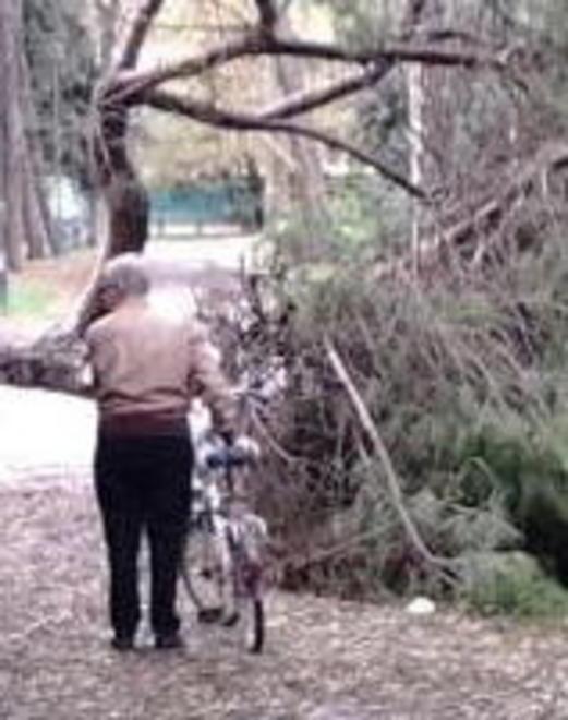 Un’altra strage di alberi nelle pinete