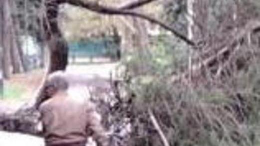 Un’altra strage di alberi nelle pinete