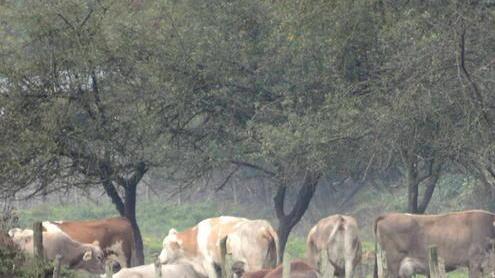«Noi lasciati soli a spalare»