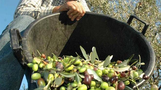 Frantoi presi d’assalto ma lo scirocco fa danni