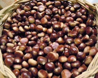Castagne, in Garfagnana la raccolta cala del 60% 