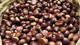 Castagne, in Garfagnana la raccolta cala del 60%